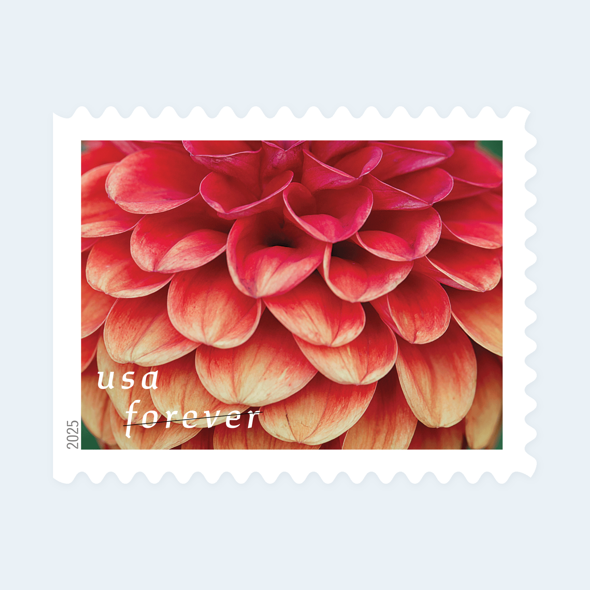 2025 Dahlias Forever Stamps: Self-Adhesive Booklets for First-Class Mail - Image 2