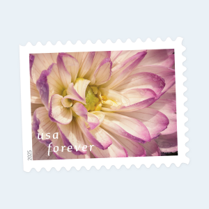 2025 Dahlias Forever Stamps: Self-Adhesive Booklets for First-Class Mail - Image 4