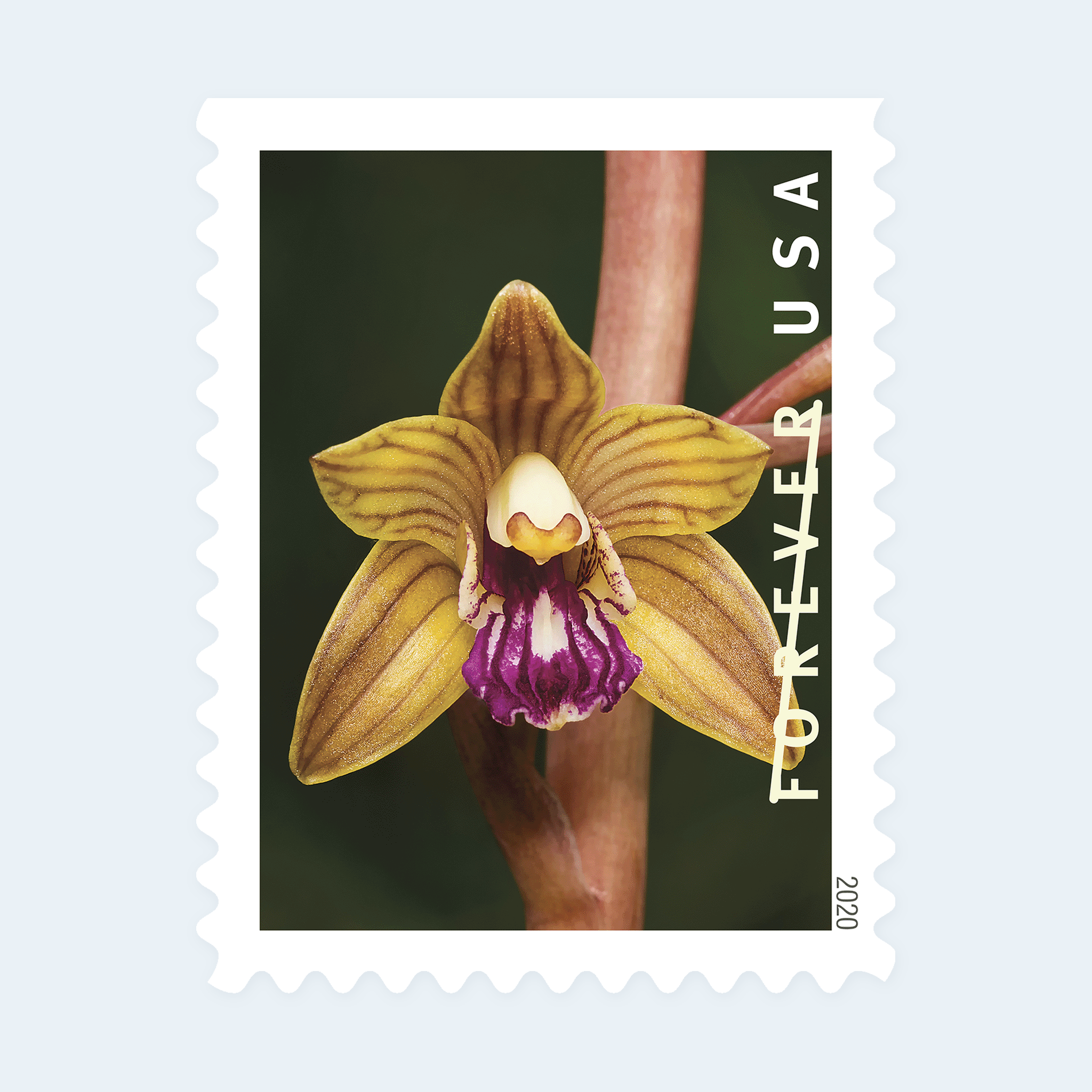 2020 Wild Orchids Forever Stamps: Self-Adhesive Booklets for First-Class Mail - Image 3