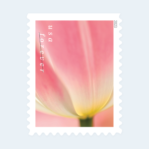 2023 Tulip Blossoms Forever Stamps: Self-Adhesive Booklets for First-Class Mail - Image 3