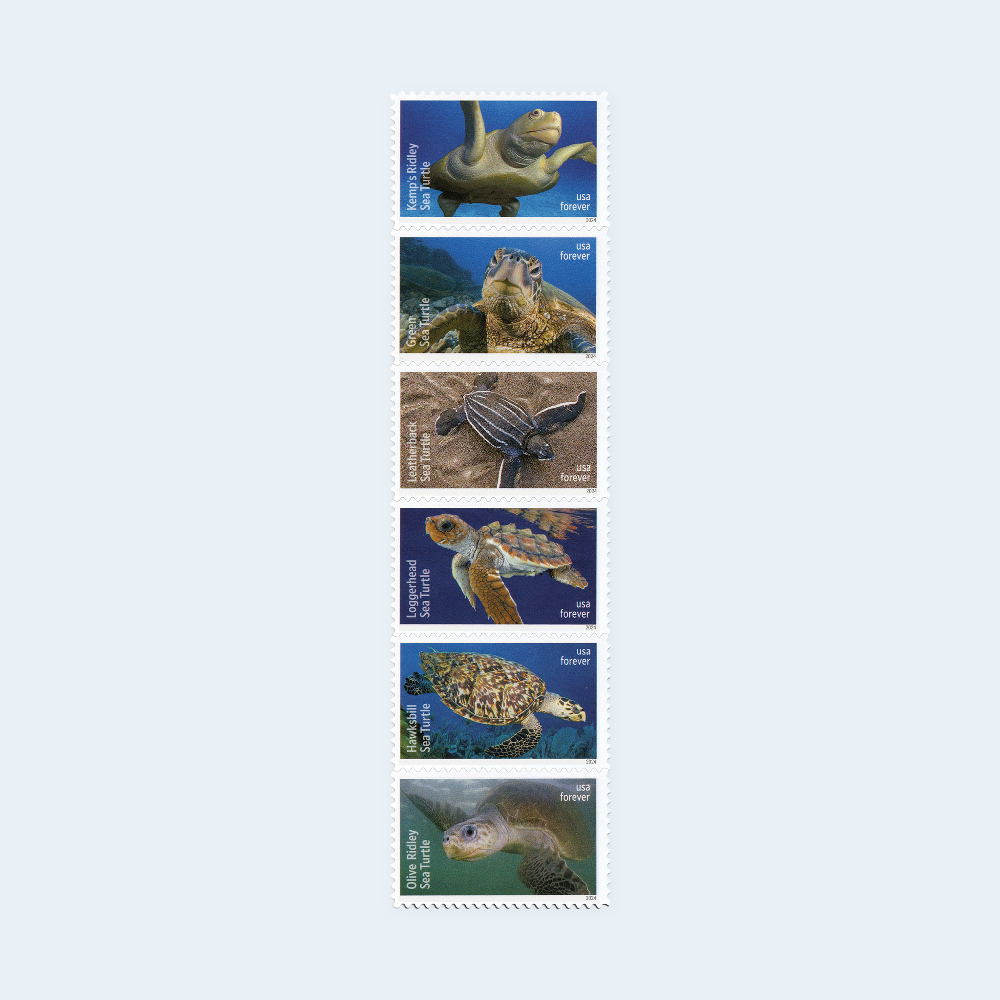 2024 Protect Sea Turtles Forever Stamps: Self-Adhesive Sheet for First-Class Mail - Image 2